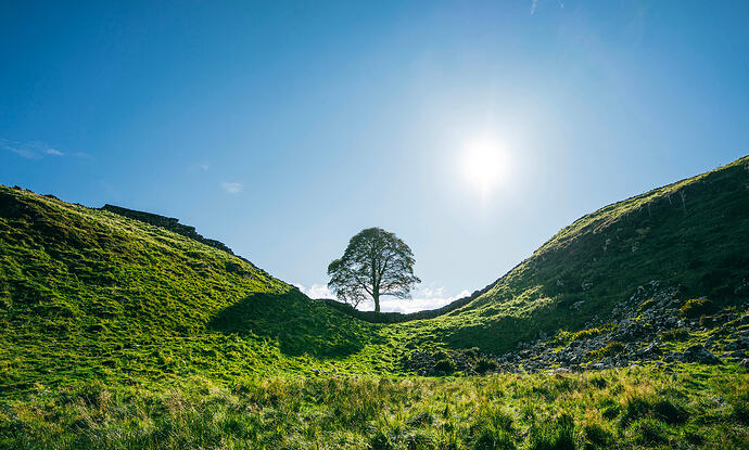 Sycamore Gap Treet